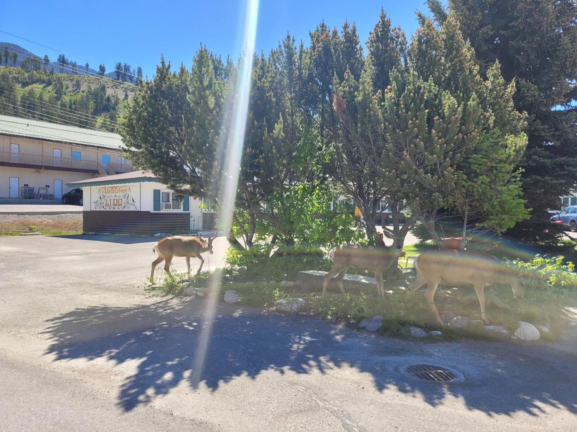 Lido Motel Radium Hot Springs Buitenkant foto